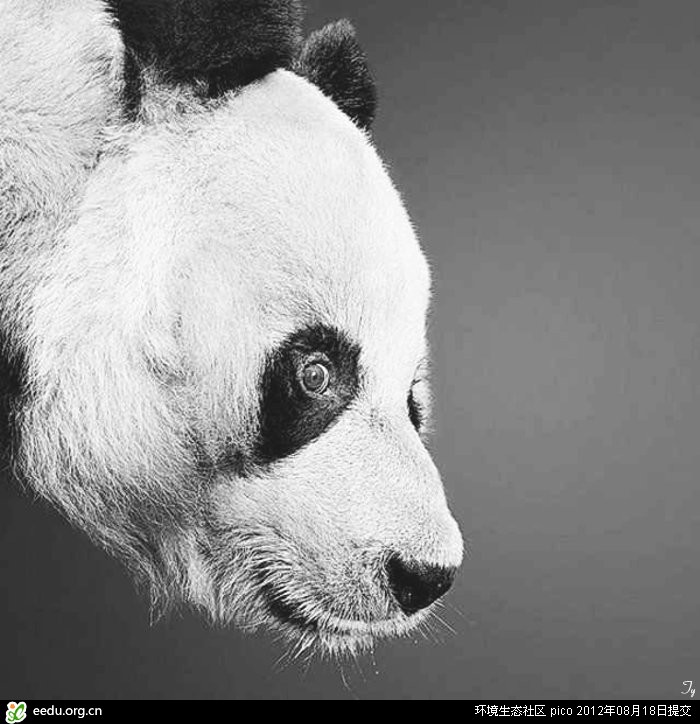 栩栩如生铅笔动物素描_动物世界 栩栩如生铅笔动物素描